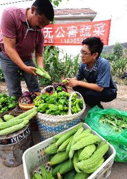 國(guó)慶期間農(nóng)副產(chǎn)品供應(yīng)充足，市場(chǎng)價(jià)格總體穩(wěn)定